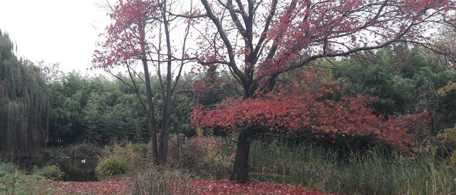 Arboretum en automne