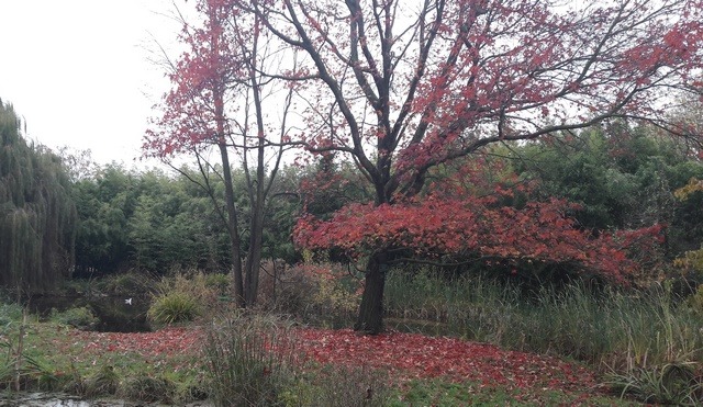 Arboretum en automne