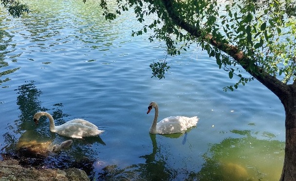 marne cygnes 21 06 2025 recad