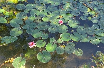 marne nenuphars 21 06 2025