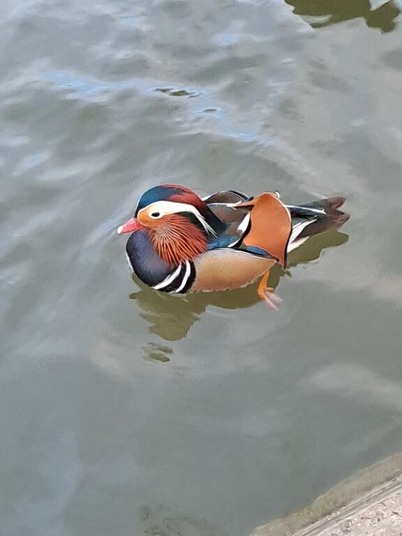 Canard mandarin, Fanny C