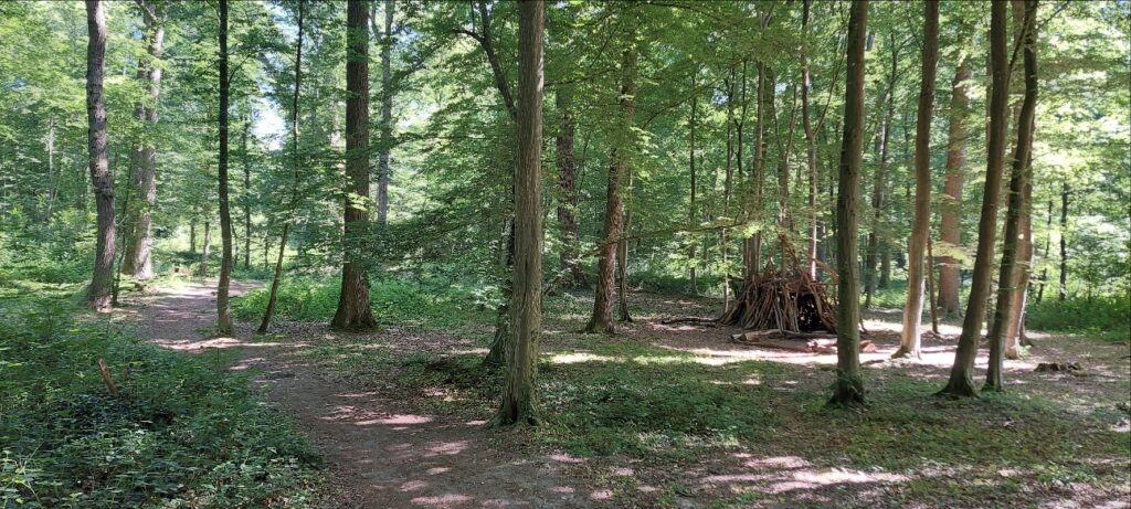 Forêt de Saint-Germain