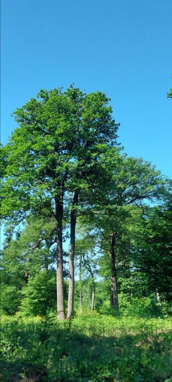 Chênes