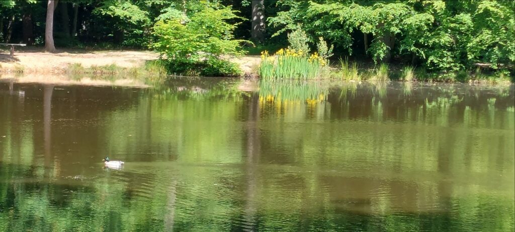Mare aux canes