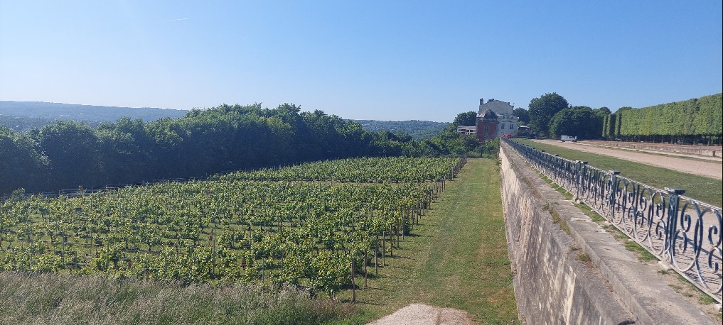 Vignes sous la terrasse