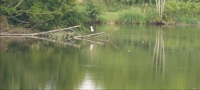 Etang de la Brosse