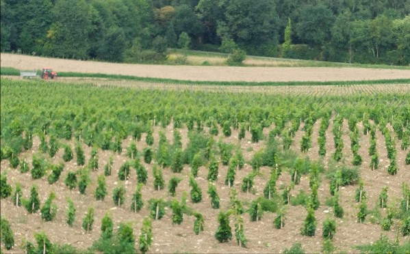 Vignoble de la Brosse