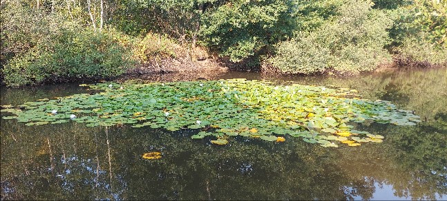 Forêt de Sénart