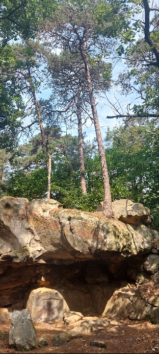 Arbres sur grotte
