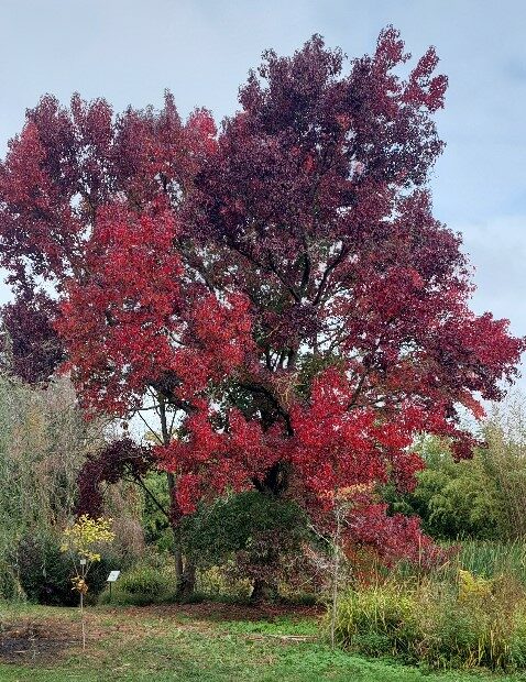 arboretum