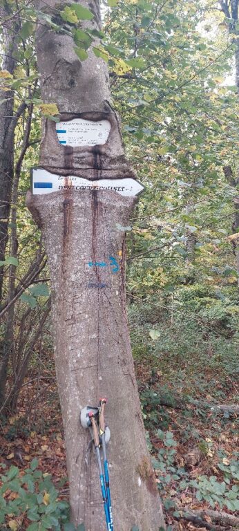 Sentier Denecourt