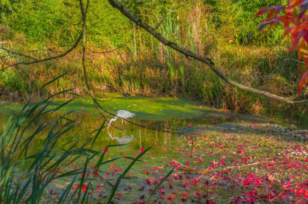 Julia G heron arboretum