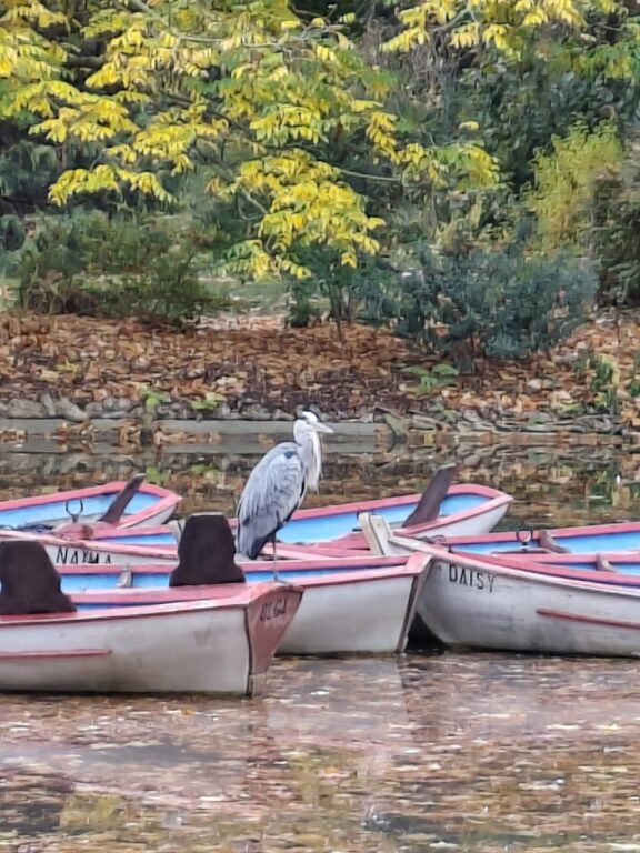 Héron sur une barque du Lac Daumesnil
