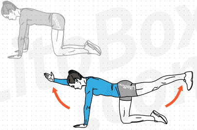 Gainage marche nordique, bird dog