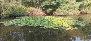 nenuphar forêt de Sénart