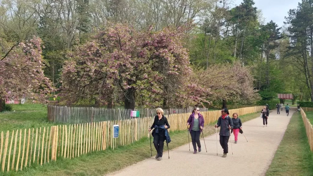 Marche nordique dans le parc de Sceaux parmi les cerisiers japonais
