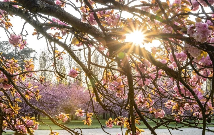 Parc de Sceaux cerisiers japonais